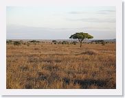 13SerengetiPMGameDrive - 19 * Trees are a welcome sight in the midst of these vast grasslands.